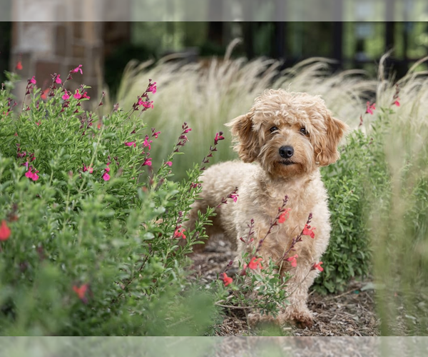 Medium Photo #19  Breeder Profile in HALTOM CITY, TX, USA