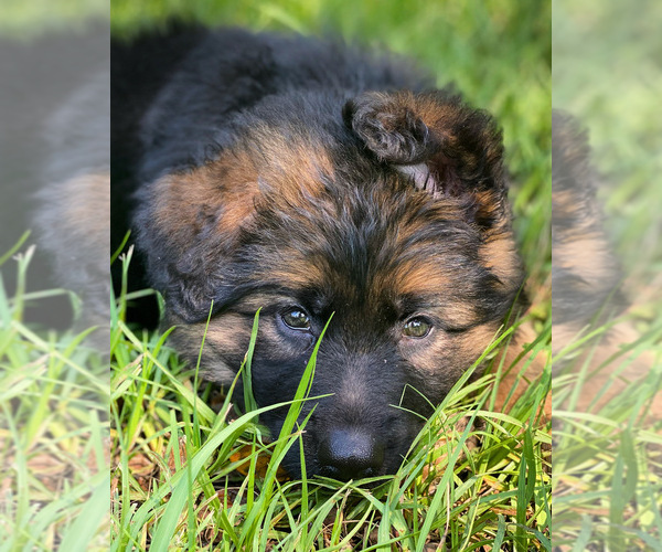 Medium Photo #27  Breeder Profile in COVINGTON, LA, USA