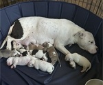 Small breeder photo