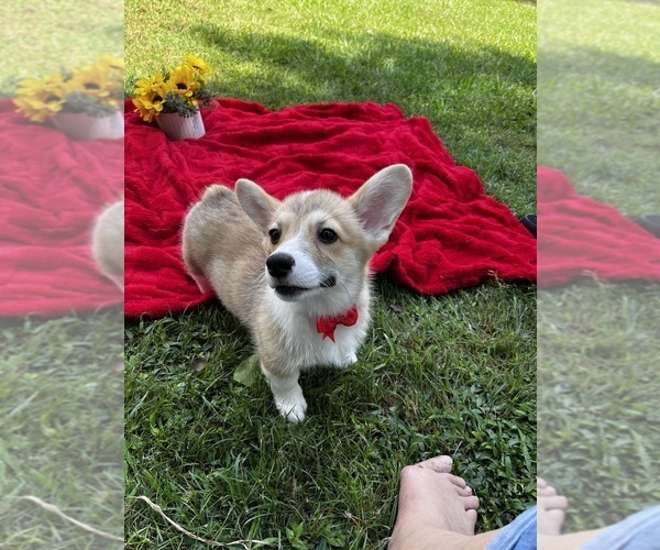 Medium Photo #5  Breeder Profile in CLEVELAND, TX, USA