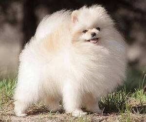 Pomeranian Dog Breeder near WHITWELL, TN, USA
