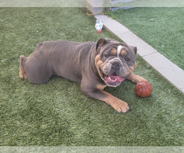 Medium Photo #1  Breeder Profile in LOS ANGELES, CA, USA
