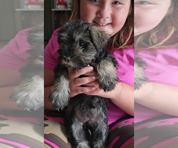 Medium Photo #5  Breeder Profile in DEMOTTE, IN, USA