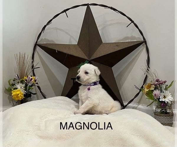 Medium Photo #8  Breeder Profile in GRIFFIN, GA, USA