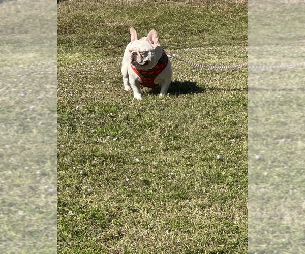 Medium Photo #4  Breeder Profile in CAPE CORAL, FL, USA