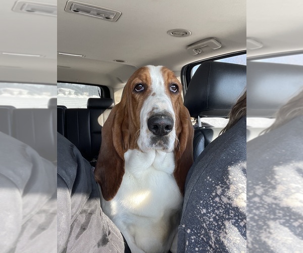 Medium Photo #1  Breeder Profile in ATKINSON, NE, USA