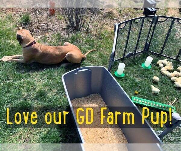 Medium Photo #1  Breeder Profile in FITZWILLIAM, NH, USA