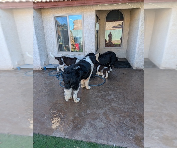 Medium Photo #41  Breeder Profile in LAS VEGAS, NV, USA