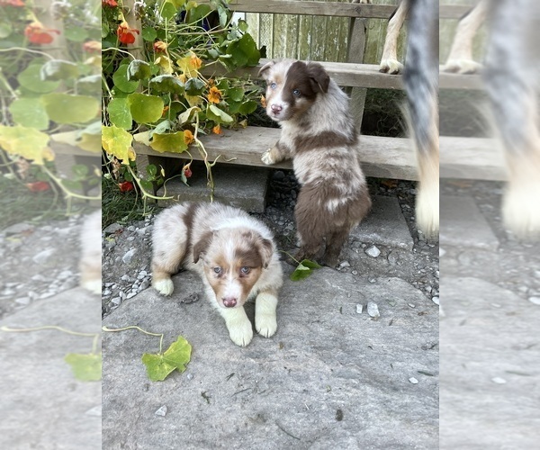 Medium Photo #25  Breeder Profile in BELMONT, VT, USA