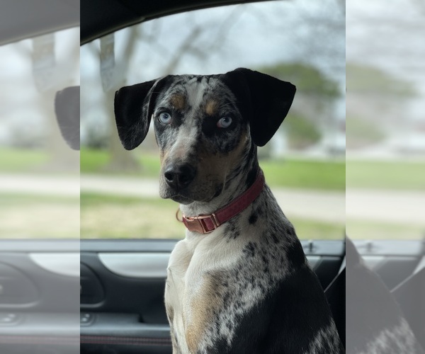 Medium Photo #1  Breeder Profile in BUSHNELL, IL, USA