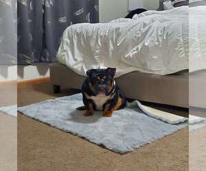 English Bulldog Dog Breeder near HOLMEN, WI, USA