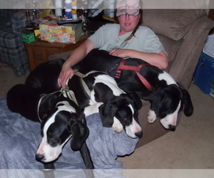 Great Dane Dog Breeder near SPRAGGS, PA, USA