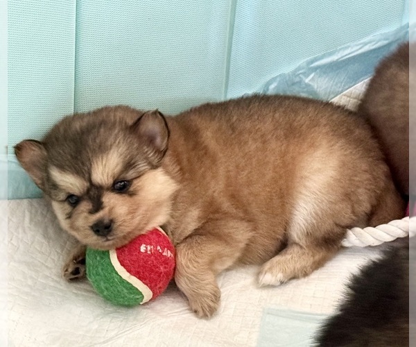 Medium Photo #11  Breeder Profile in ROYSE CITY, TX, USA