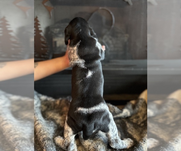 Medium Photo #21  Breeder Profile in BOONVILLE, IN, USA