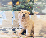 Small breeder photo