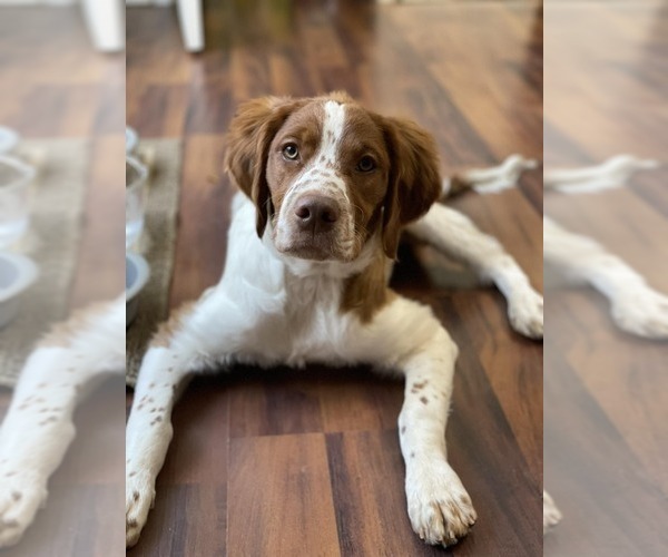 Medium Photo #19  Breeder Profile in HORTENSE, GA, USA