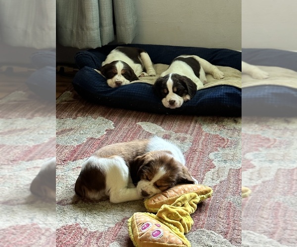 Medium Photo #20  Breeder Profile in CHATTANOOGA, TN, USA