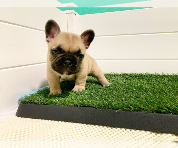 Medium Photo #1  Breeder Profile in LYNNWOOD, WA, USA