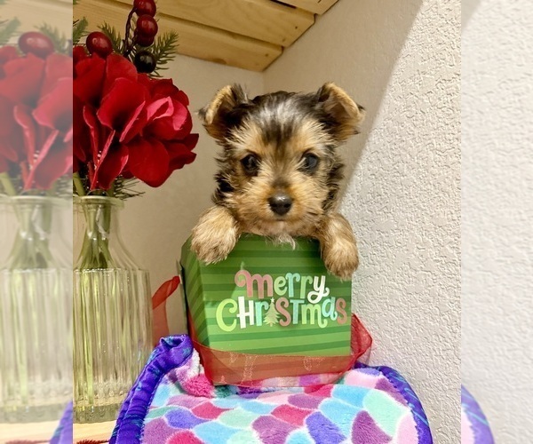 Medium Photo #5  Breeder Profile in CASSVILLE, MO, USA