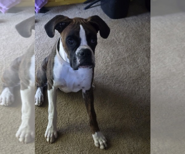 Medium Photo #1  Breeder Profile in SHAWNEE, OK, USA