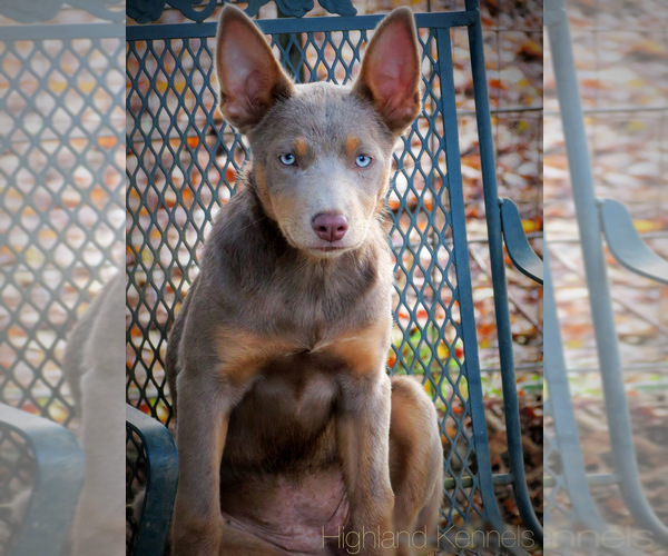 Medium Photo #1  Breeder Profile in CAMAS, WA, USA