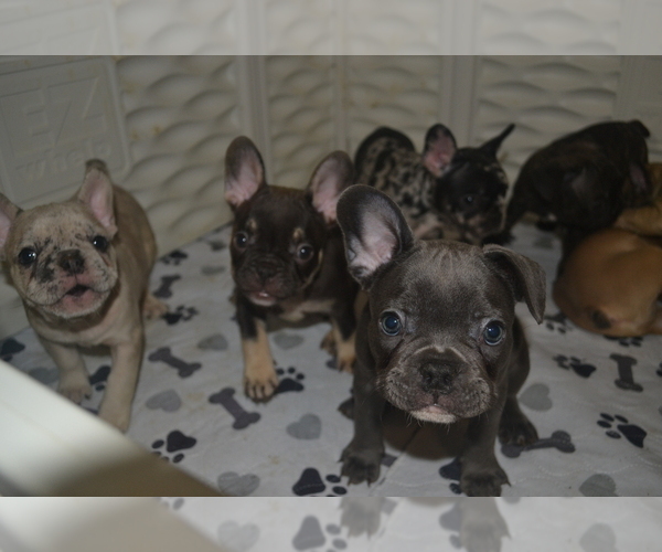 Medium Photo #1  Breeder Profile in BRONX, NY, USA
