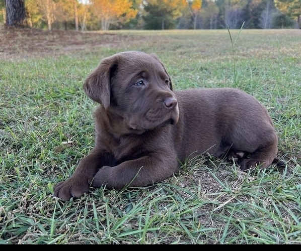 Medium Photo #1  Breeder Profile in BEECH ISLAND, SC, USA