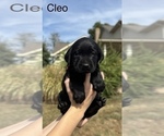 Small #9 Breeder Profile image