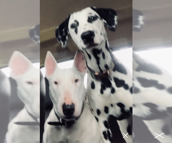 Medium Photo #1  Breeder Profile in ALMA, AR, USA