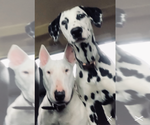 Small breeder photo