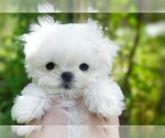 Small Photo #11  Breeder Profile in BARREN SPRINGS, VA, USA