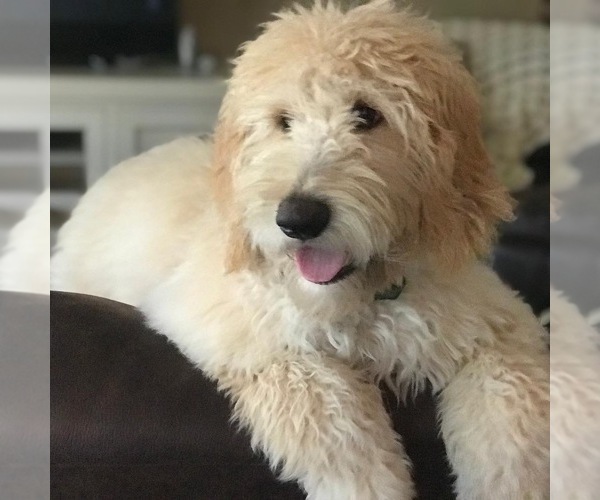 Medium Photo #2  Breeder Profile in BREA, CA, USA