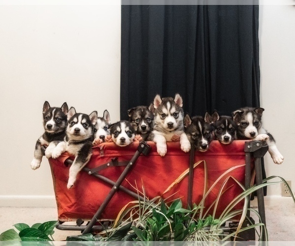 Medium Photo #1  Breeder Profile in CORNING, NY, USA