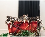 Small breeder photo