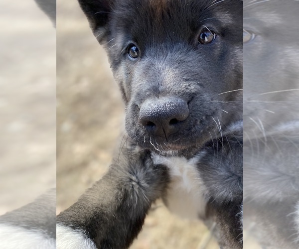 Medium Photo #6  Breeder Profile in MCDONOUGH, GA, USA