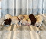 Small #1 Breeder Profile image