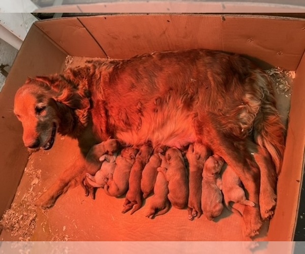 Medium Photo #1  Breeder Profile in GRIDLEY, CA, USA