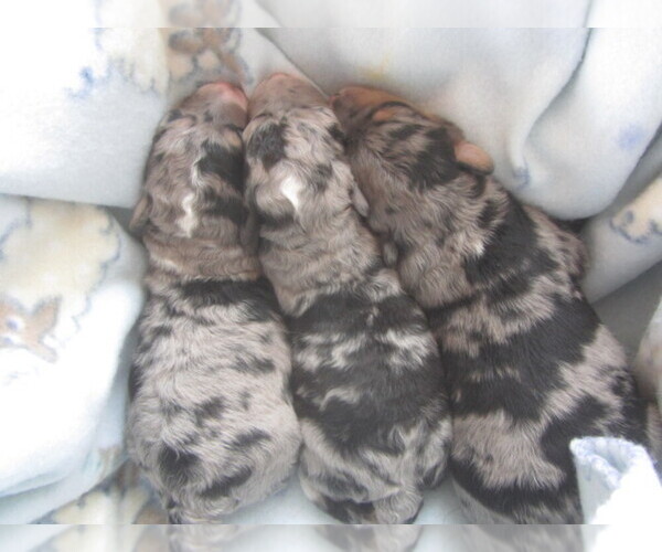 Medium Photo #1  Breeder Profile in , , USA
