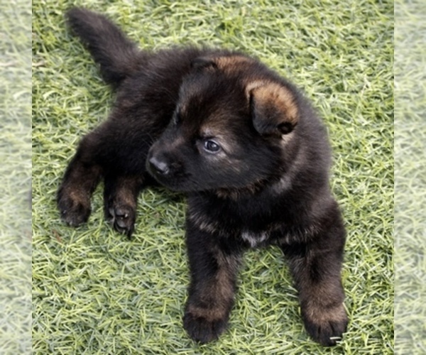 Medium Photo #1  Breeder Profile in ALBANY, KY, USA