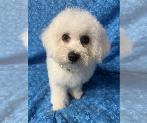 Medium Photo #4  Breeder Profile in PICKFORD, MI, USA