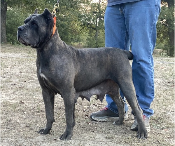 Medium Photo #7  Breeder Profile in MILANO, TX, USA