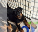 Small breeder photo