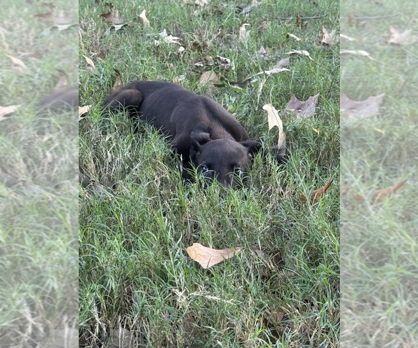 Medium Photo #7  Breeder Profile in MONTGOMERY, TX, USA