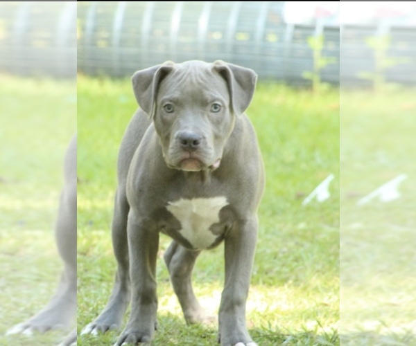 Medium Photo #1  Breeder Profile in LADY LAKE, FL, USA