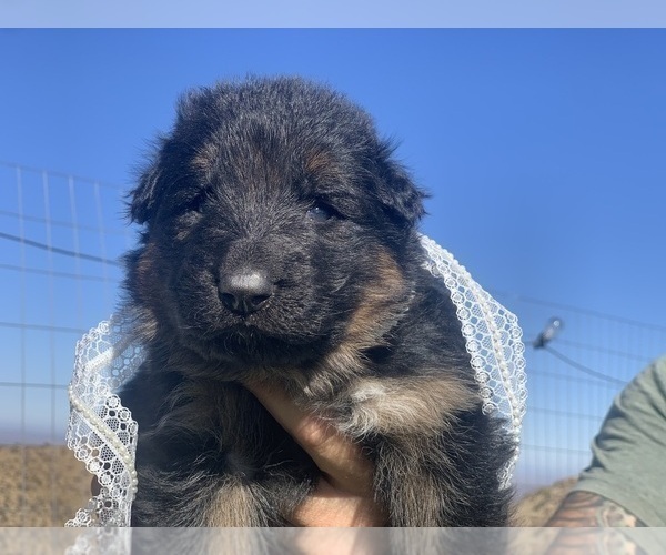 Medium Photo #66  Breeder Profile in PINON HILLS, CA, USA