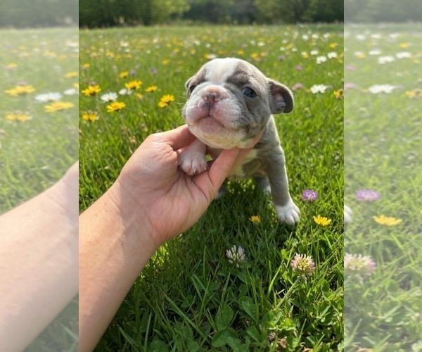 Medium Photo #6  Breeder Profile in SAINT CLAIR SHORES, MI, USA