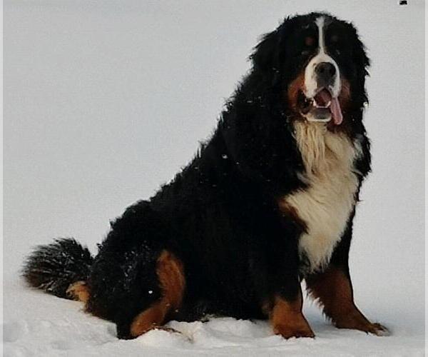 Medium Photo #1  Breeder Profile in CANON CITY, CO, USA