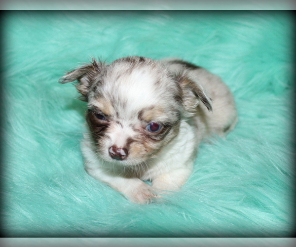 Medium Photo #1  Breeder Profile in WISTER, OK, USA