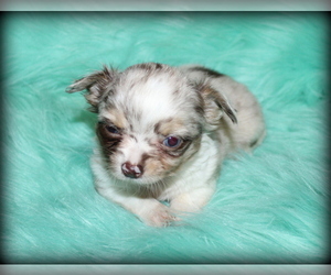 Chihuahua Dog Breeder near WISTER, OK, USA