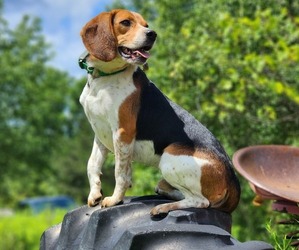 Beagle Dog Breeder near VESTAL, NY, USA